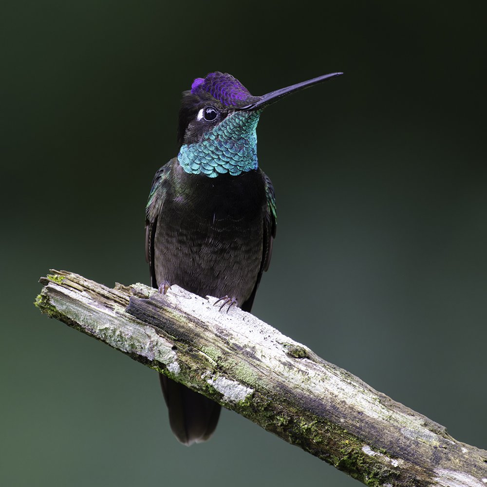 Rivoli's Hummingbird — Anthony Lujan